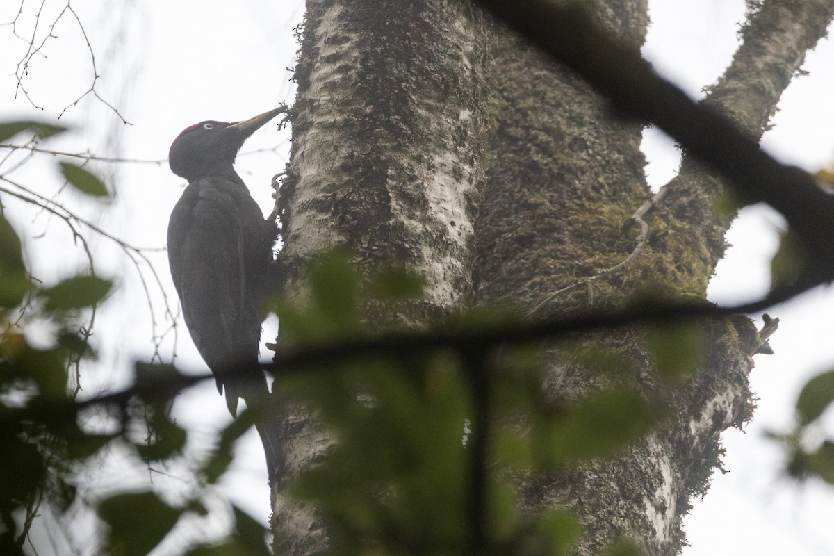 クマゲラ - ML646318082