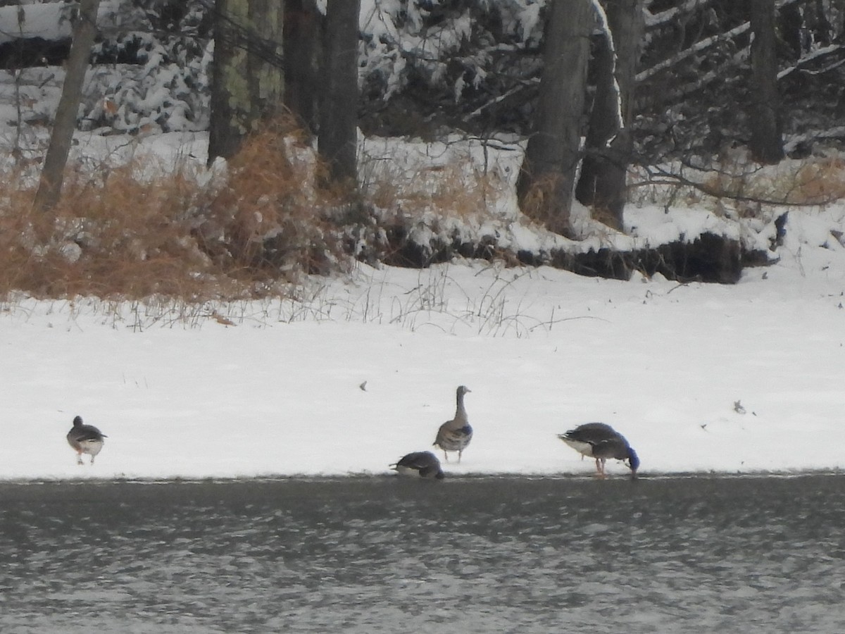 Greater White-fronted Goose - ML646318083
