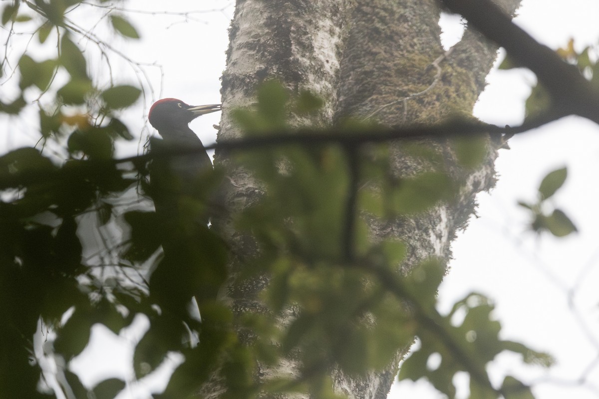 クマゲラ - ML646318084