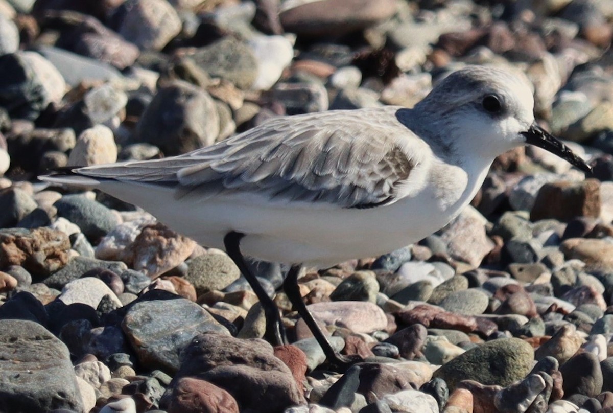 jespák písečný - ML646318085