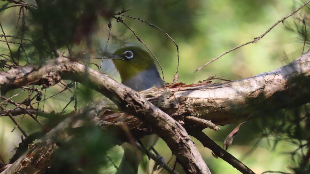 Silvereye - ML646318093