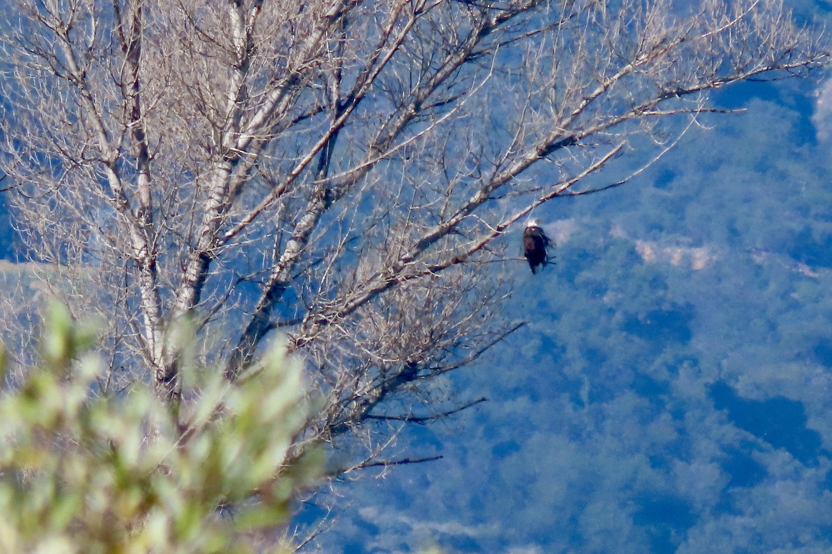 orel bělohlavý - ML646318094