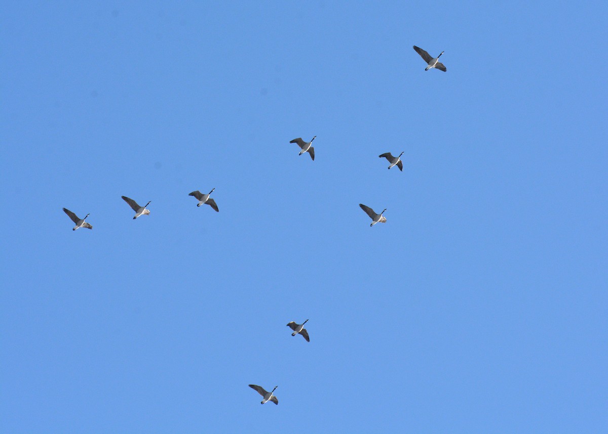 Kanada Kazı - ML646318103