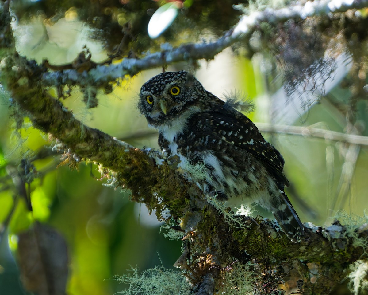 Bolivienzwergkauz - ML646318104