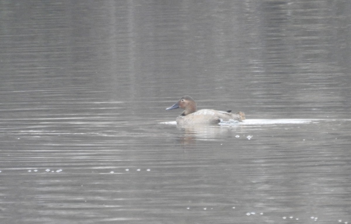 Porrón Coacoxtle - ML646318105
