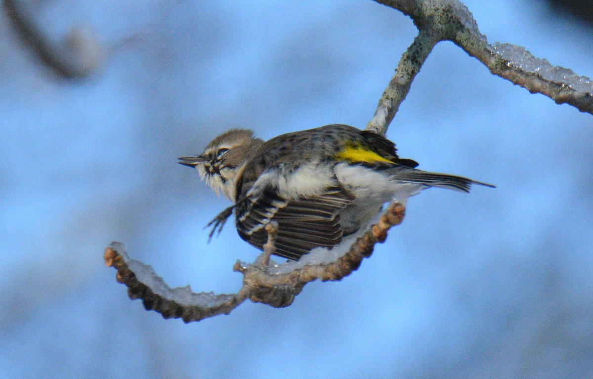 Taçlı Ötleğen (coronata) - ML646318113