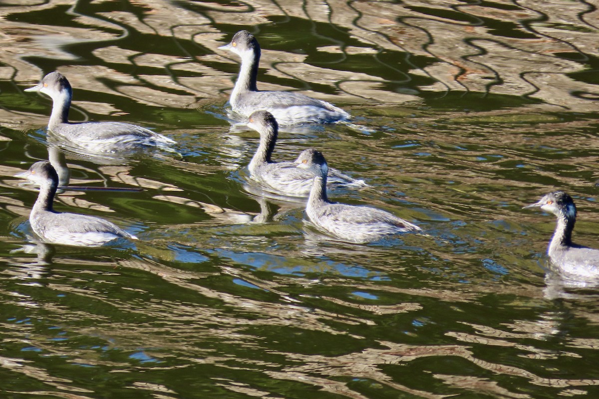 Grèbe à cou noir - ML646318116