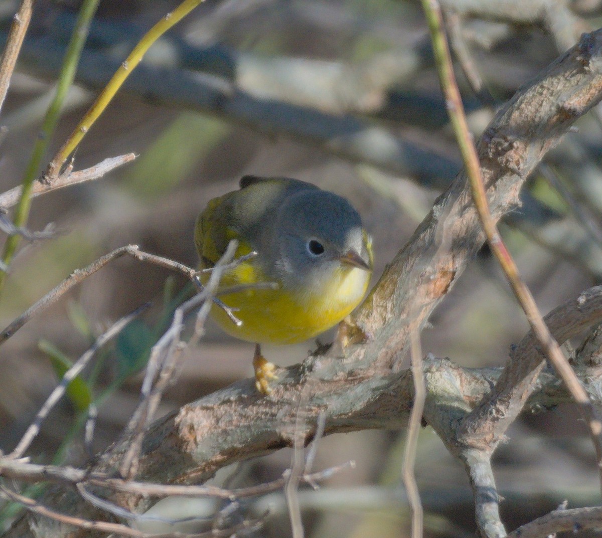 Nashville Warbler - ML646318117