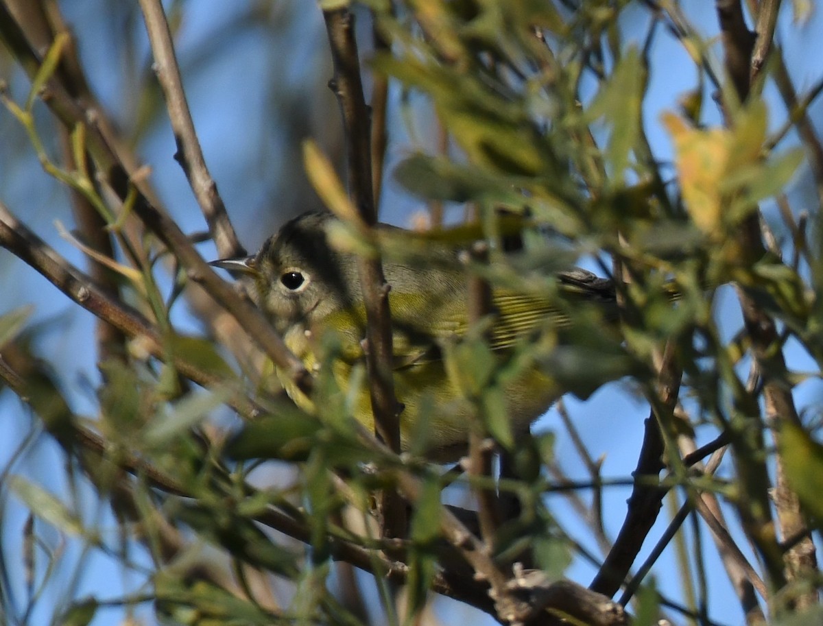 Nashville Warbler - ML646318118