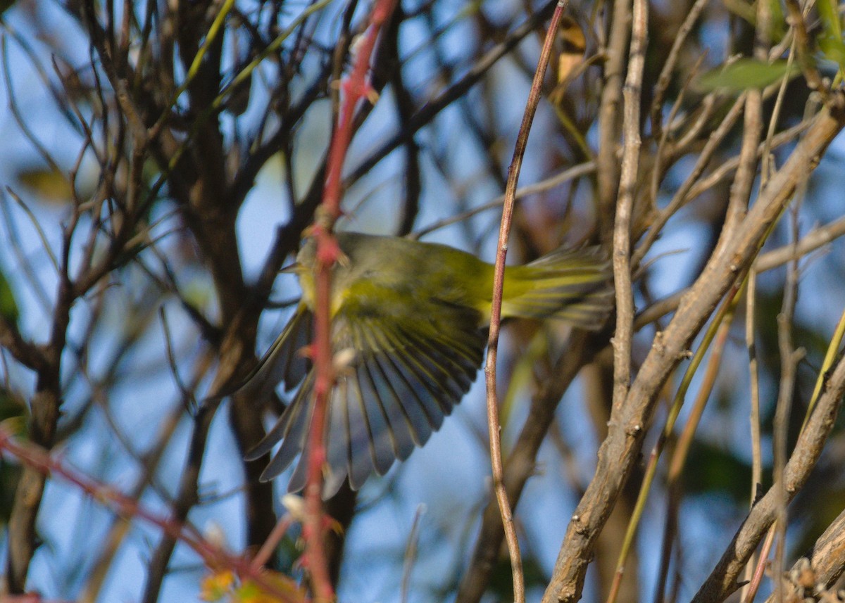 Nashville Warbler - ML646318120