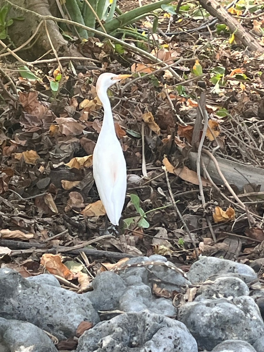 Western Cattle-Egret - ML646318127