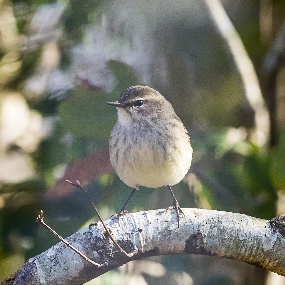 Palm Warbler - ML646318132