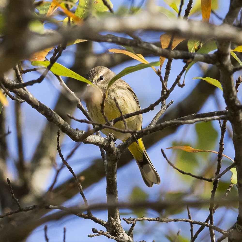 Palm Warbler - ML646318133