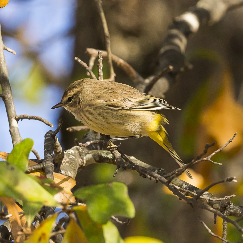 Palm Warbler - ML646318134
