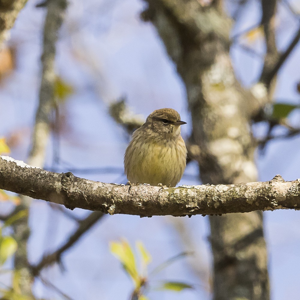Palm Warbler - ML646318135