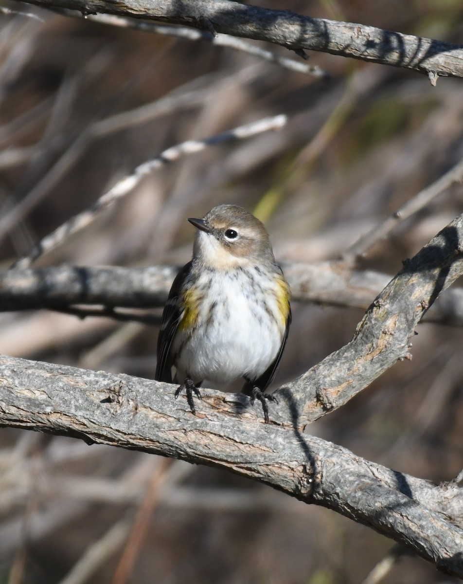Yellow-rumped Warbler - ML646318141