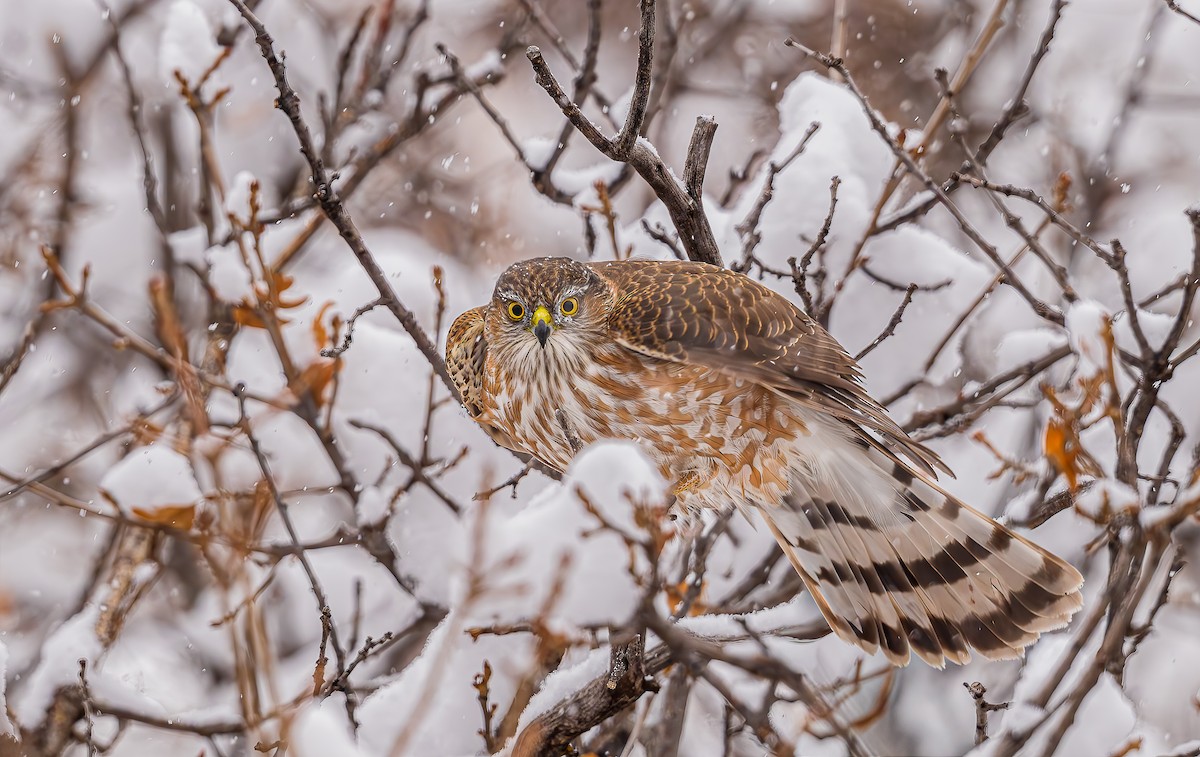 Sharp-shinned Hawk - ML646318142