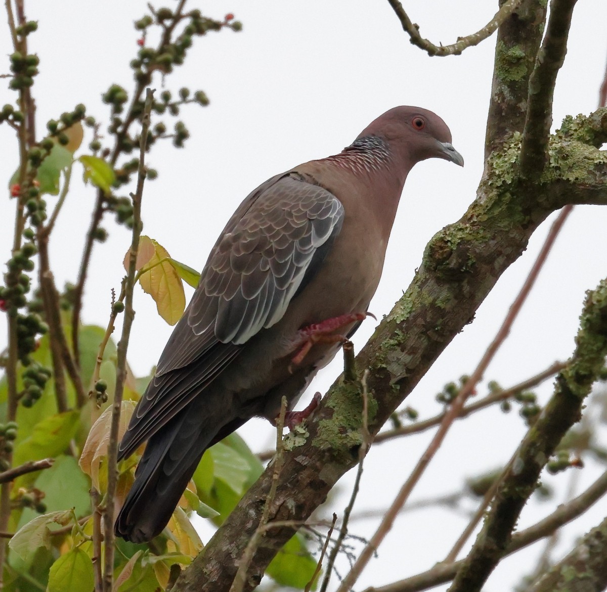 Picazuro Pigeon - ML646318148