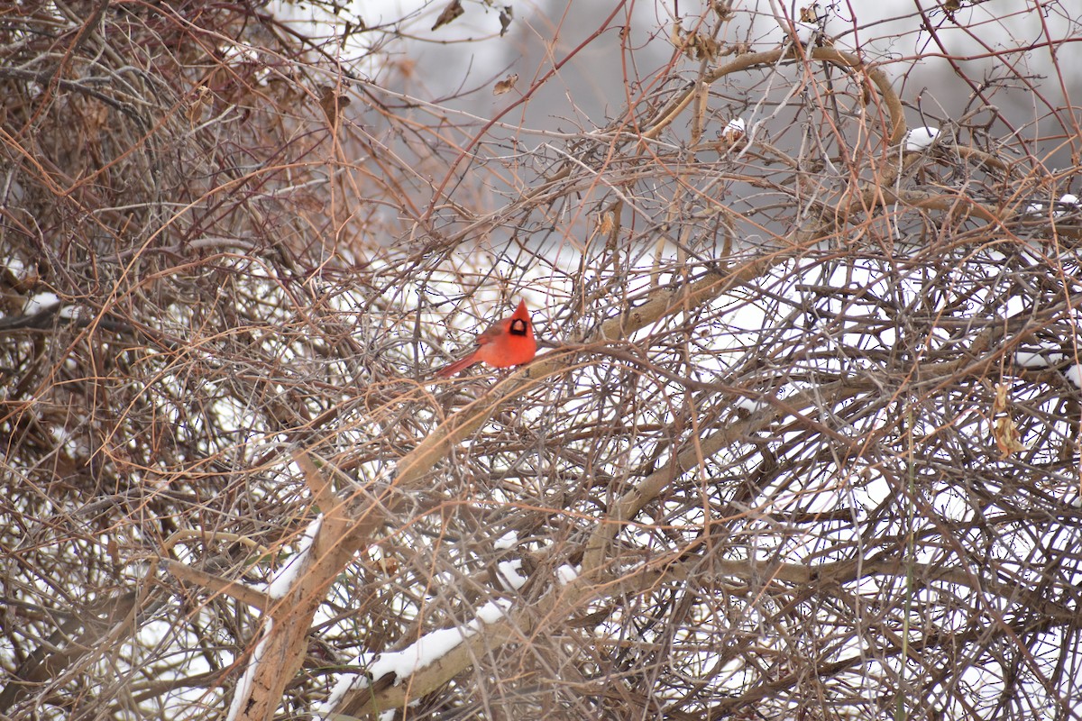 Northern Cardinal - ML646318149