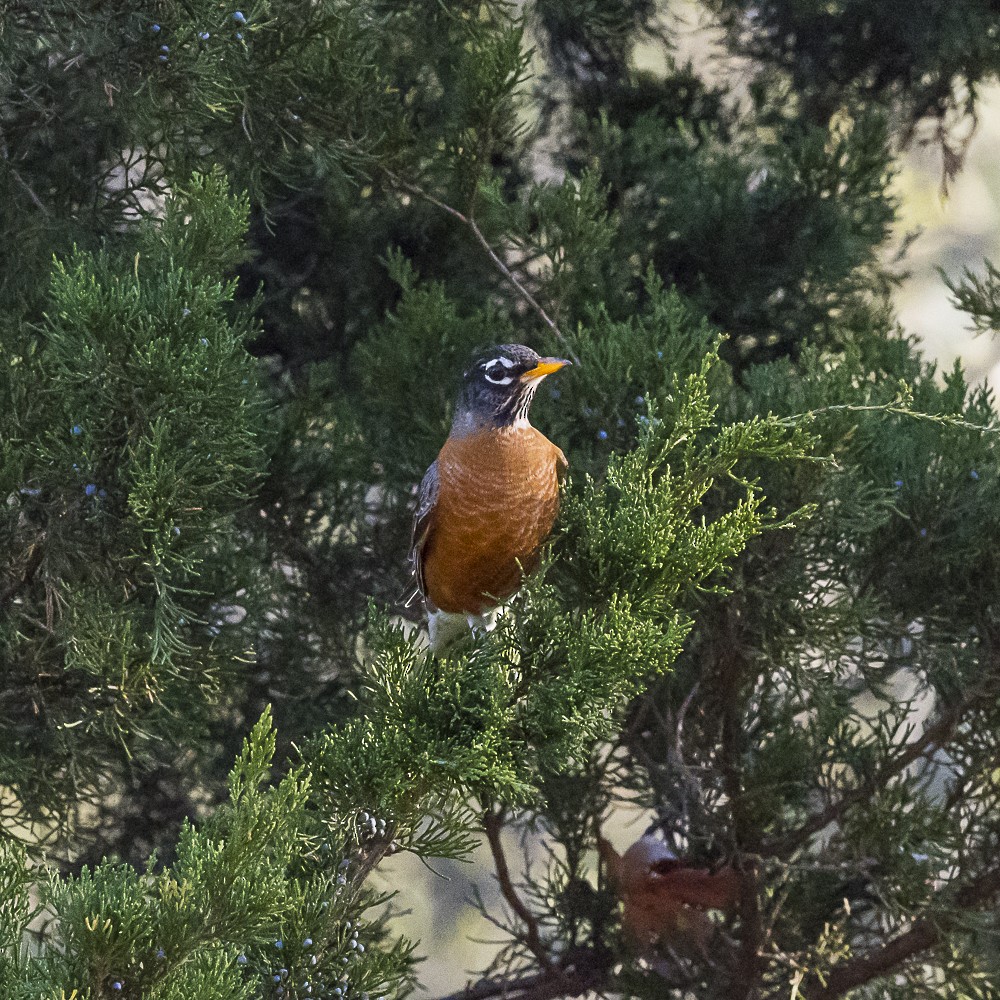 American Robin - ML646318151