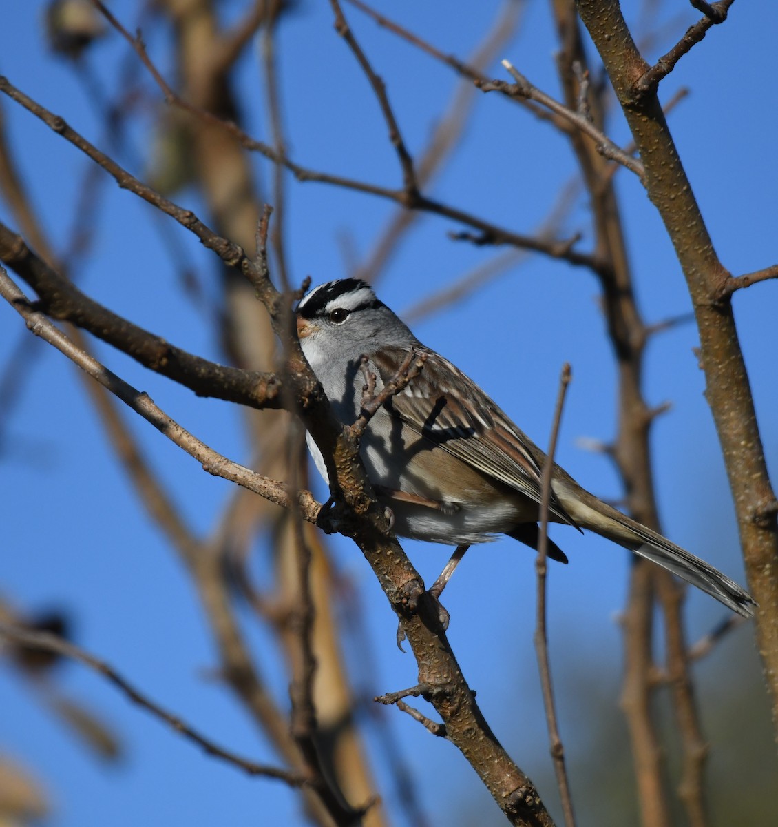 White-crowned Sparrow - ML646318152