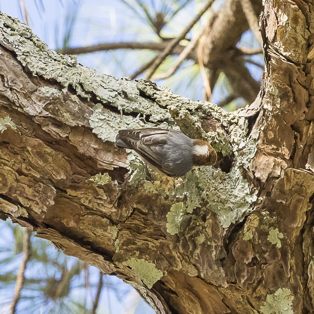 Brown-headed Nuthatch - ML646318154