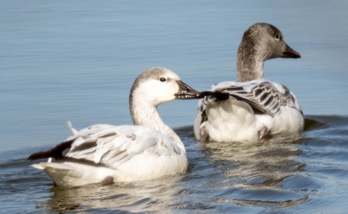 Snow Goose - ML646318155