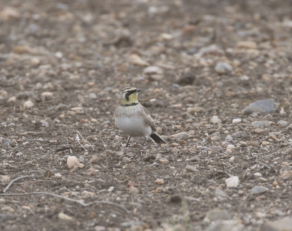 Kulaklı Toygar - ML646318163