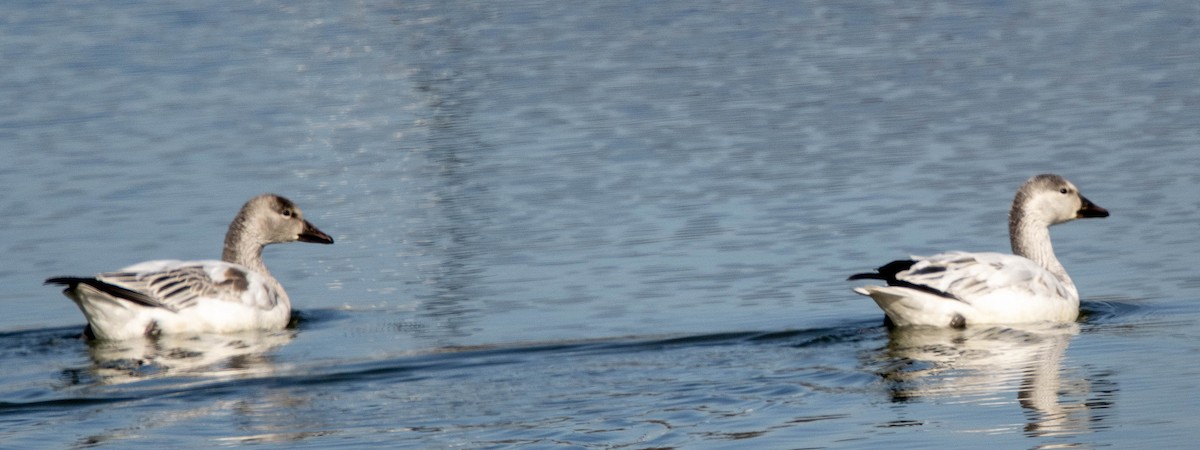 Snow Goose - ML646318165