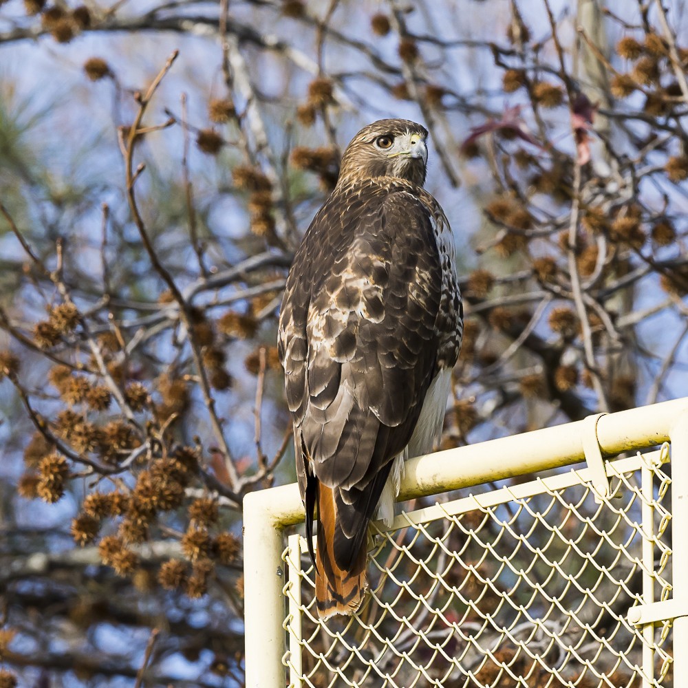 Red-tailed Hawk - ML646318166