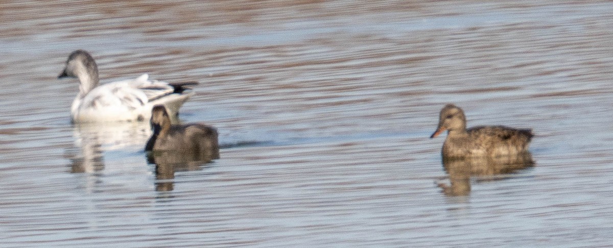 Snow Goose - ML646318169