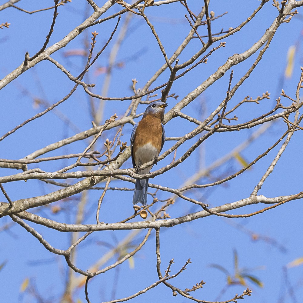 Eastern Bluebird - ML646318173