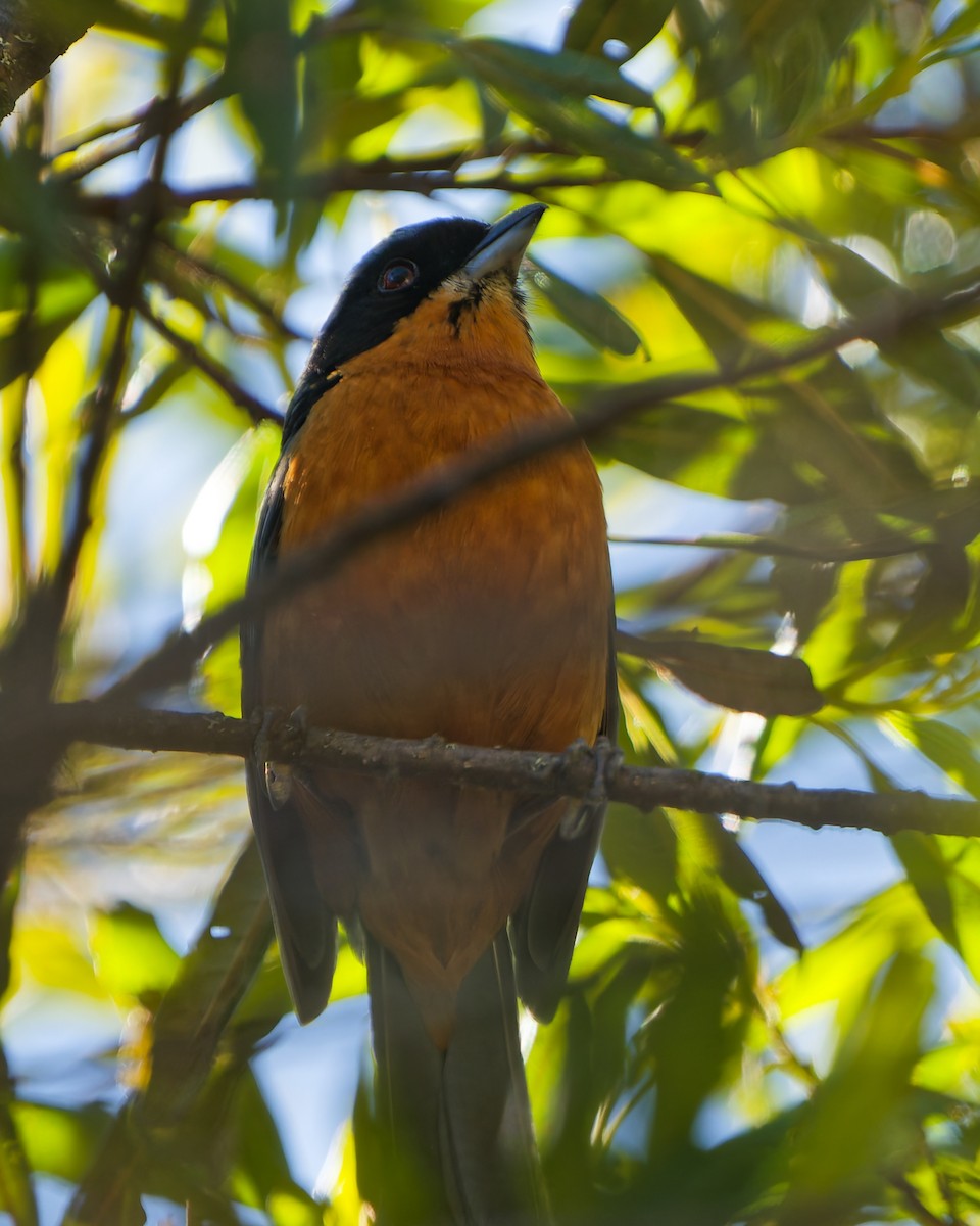 Chestnut-bellied Mountain Tanager - ML646318175