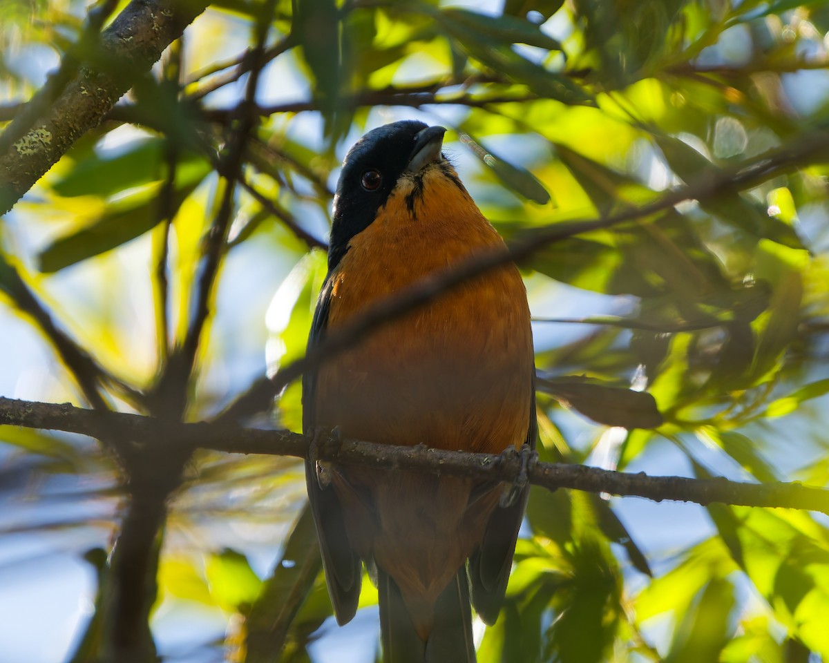 Chestnut-bellied Mountain Tanager - ML646318176