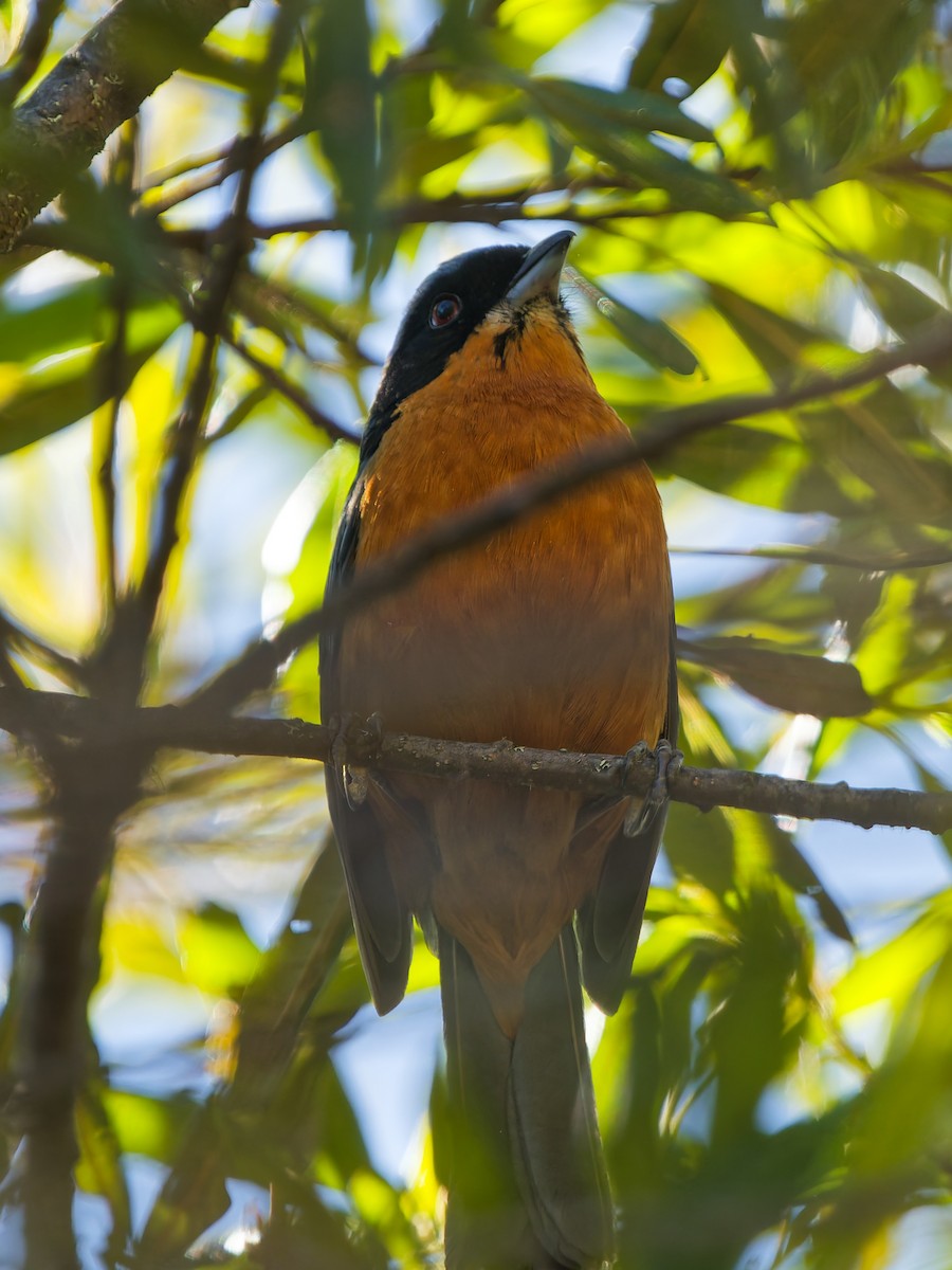 Chestnut-bellied Mountain Tanager - ML646318177