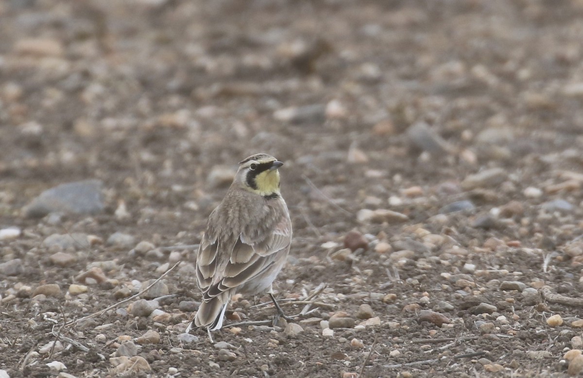 Kulaklı Toygar - ML646318181