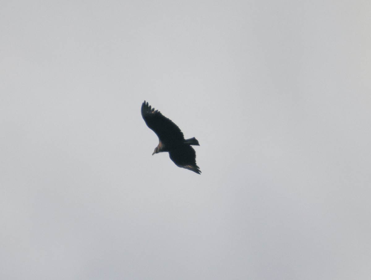 Катарта чорна - ML646318183