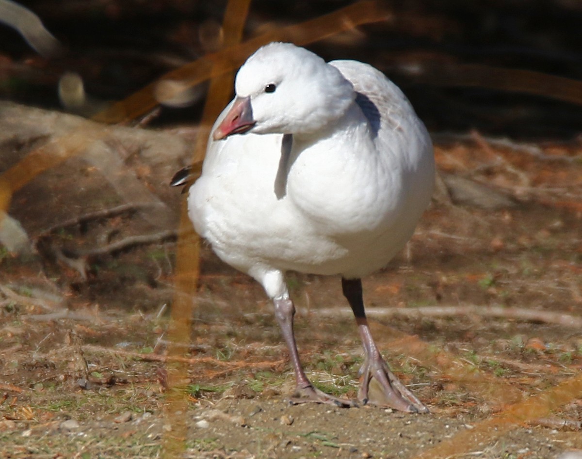 Гусь Росса - ML646318191