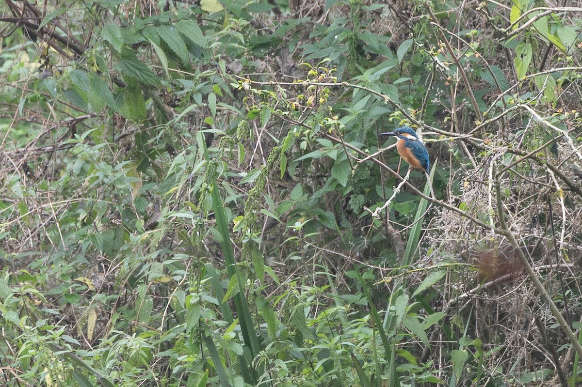 カワセミ - ML646318193