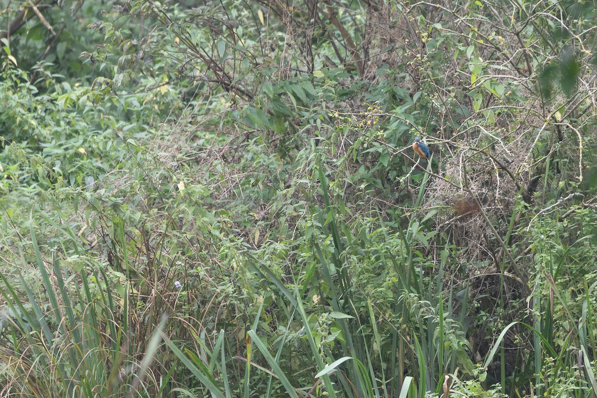 カワセミ - ML646318194