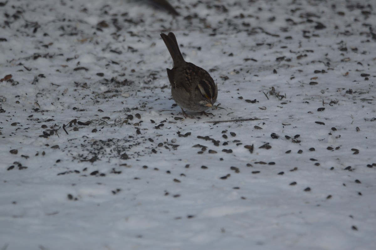 White-throated Sparrow - ML646318195