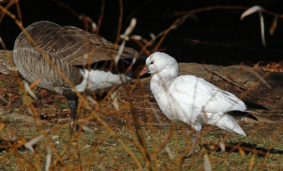 Гусь Росса - ML646318197
