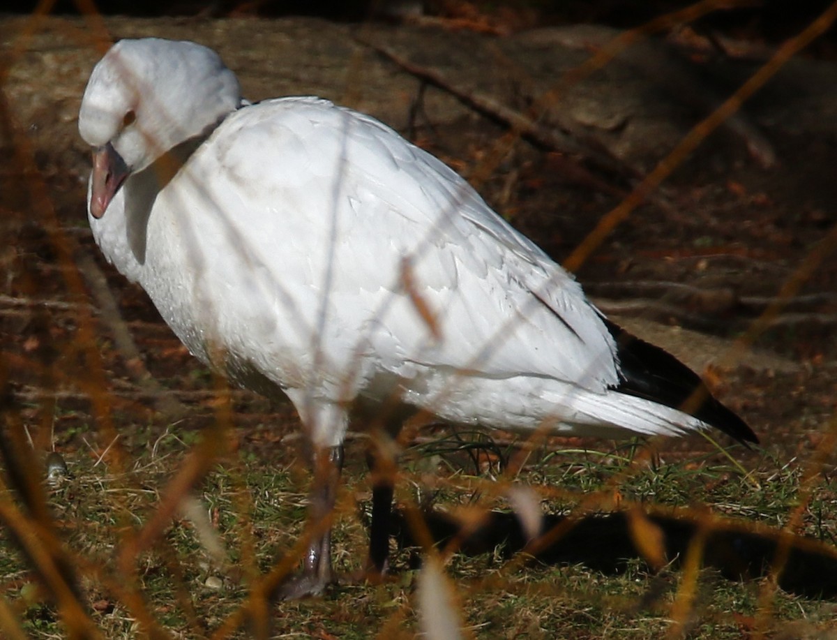 Гусь Росса - ML646318200