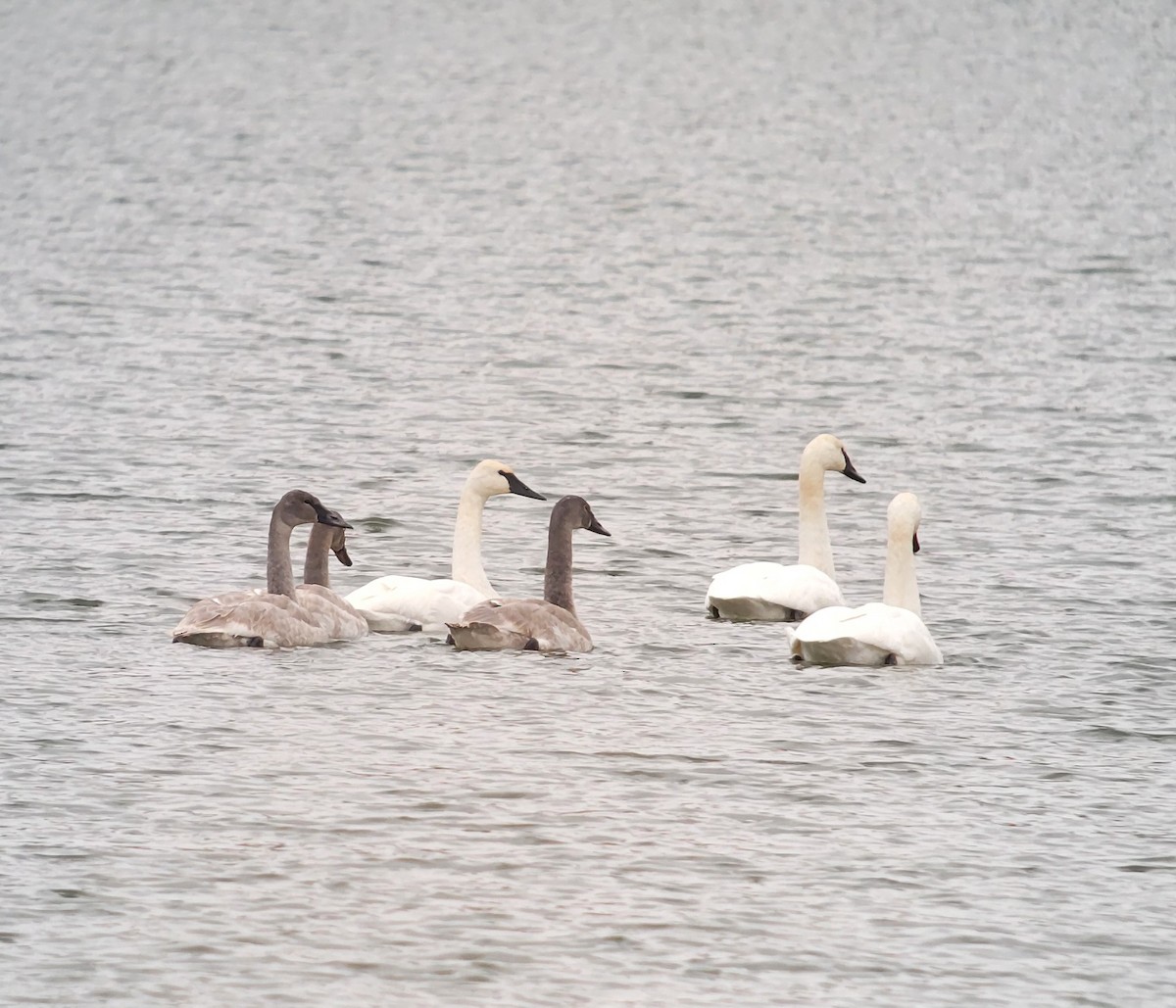 Trumpeter Swan - ML646318203
