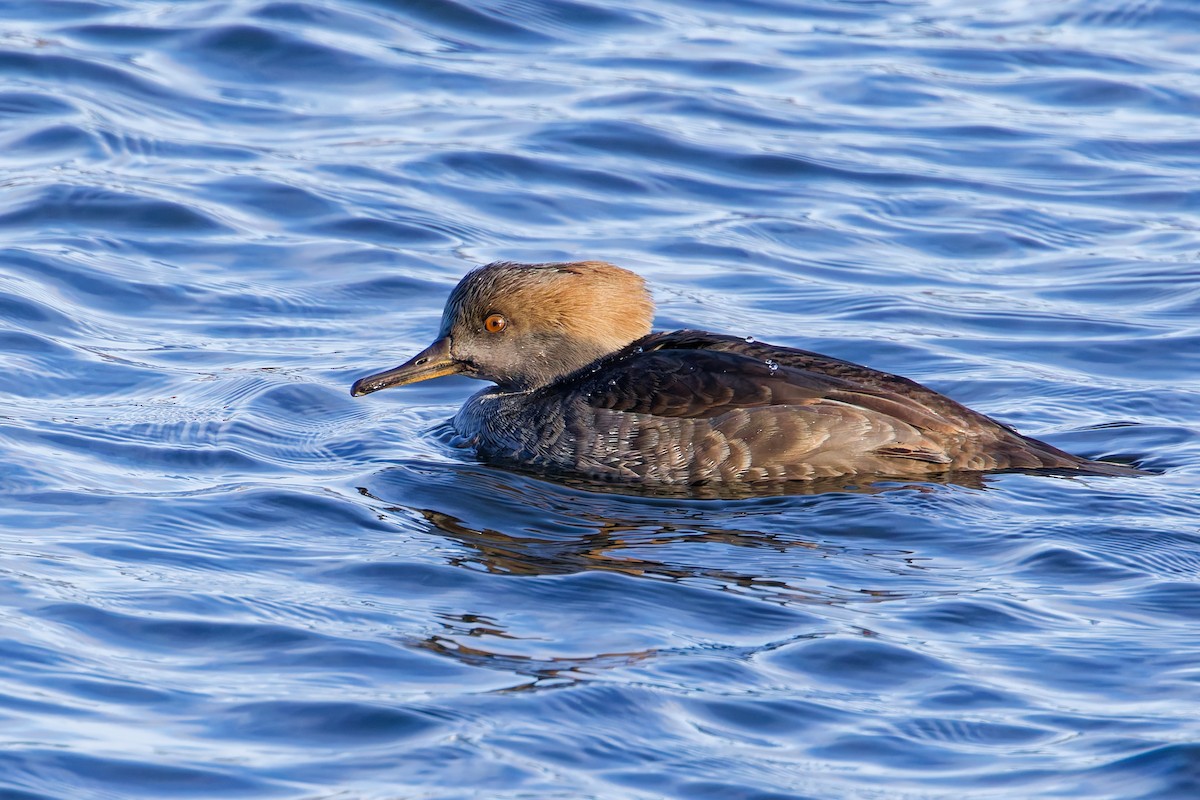 morčák chocholatý - ML646318204