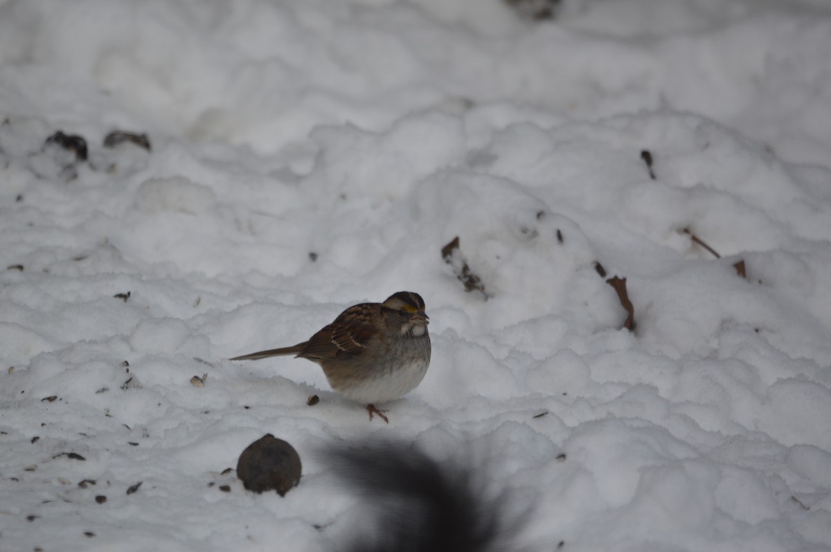 White-throated Sparrow - ML646318207
