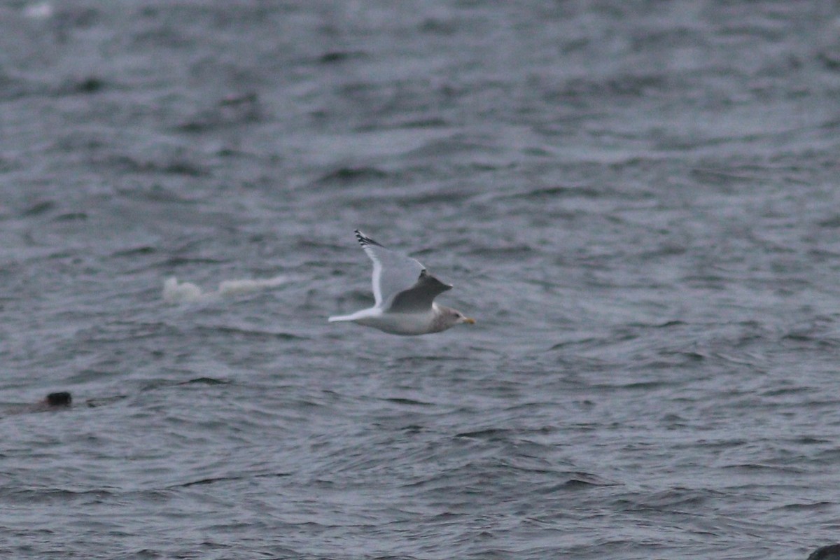 Iceland Gull (Thayer's) - ML646318214