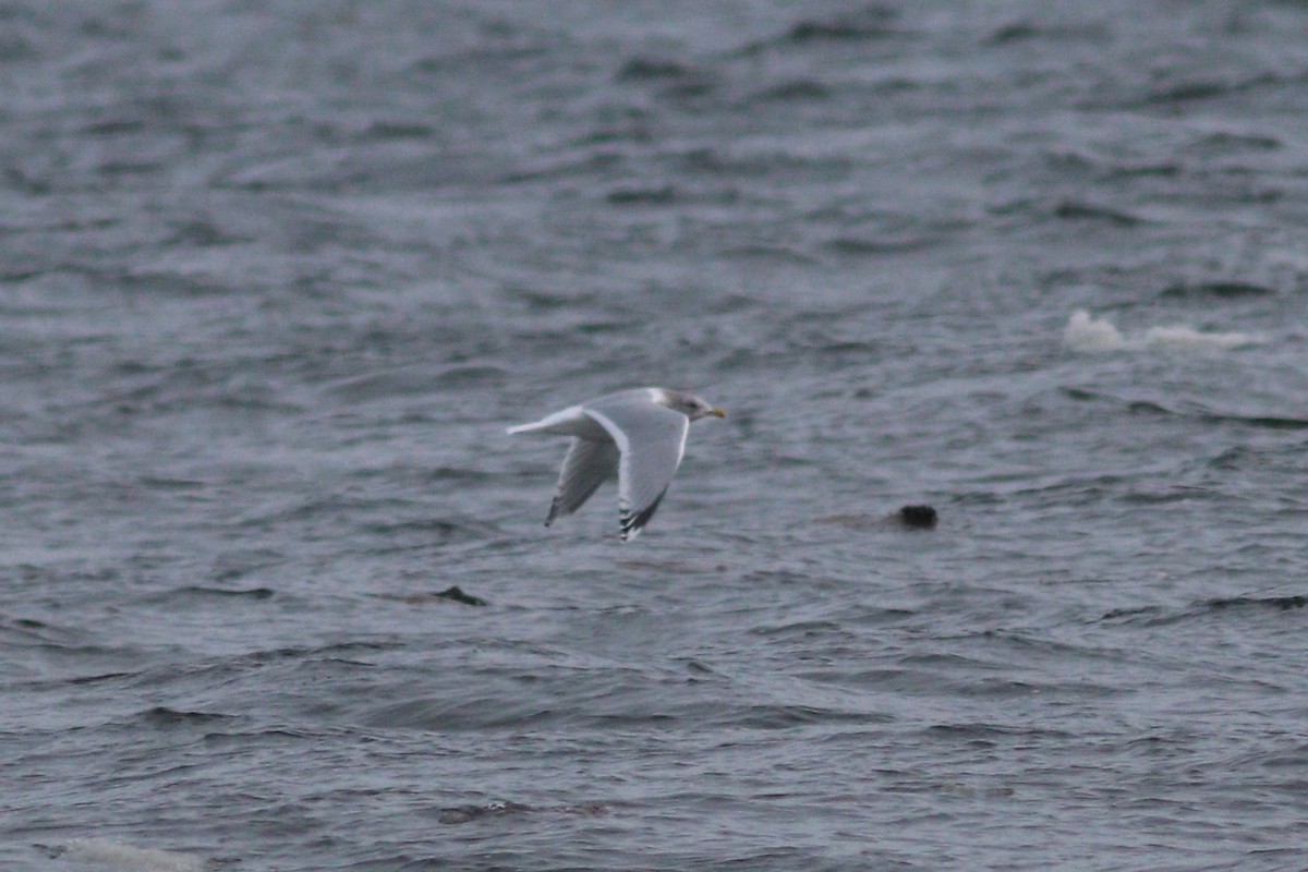 Iceland Gull (Thayer's) - ML646318215