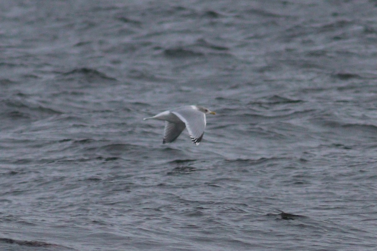 Iceland Gull (Thayer's) - ML646318216