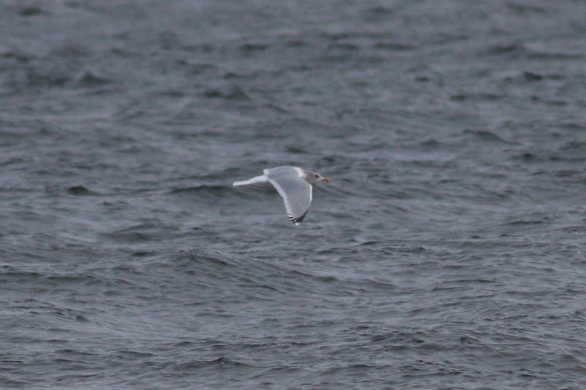 Iceland Gull (Thayer's) - ML646318217